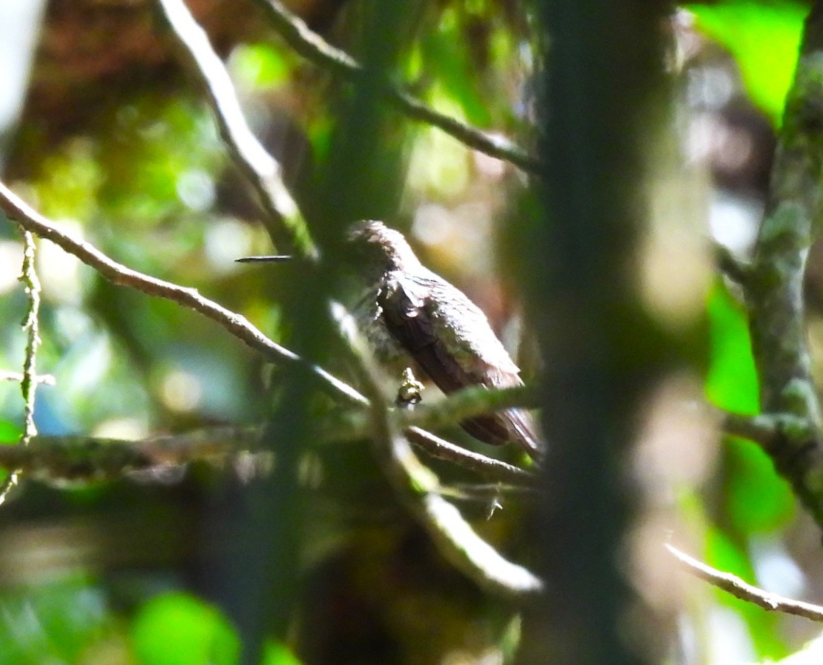 Ruby-throated Hummingbird - ML647789732