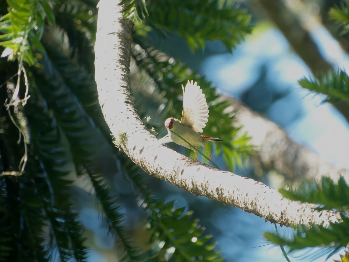 Diamante Cejirrojo - ML647789733