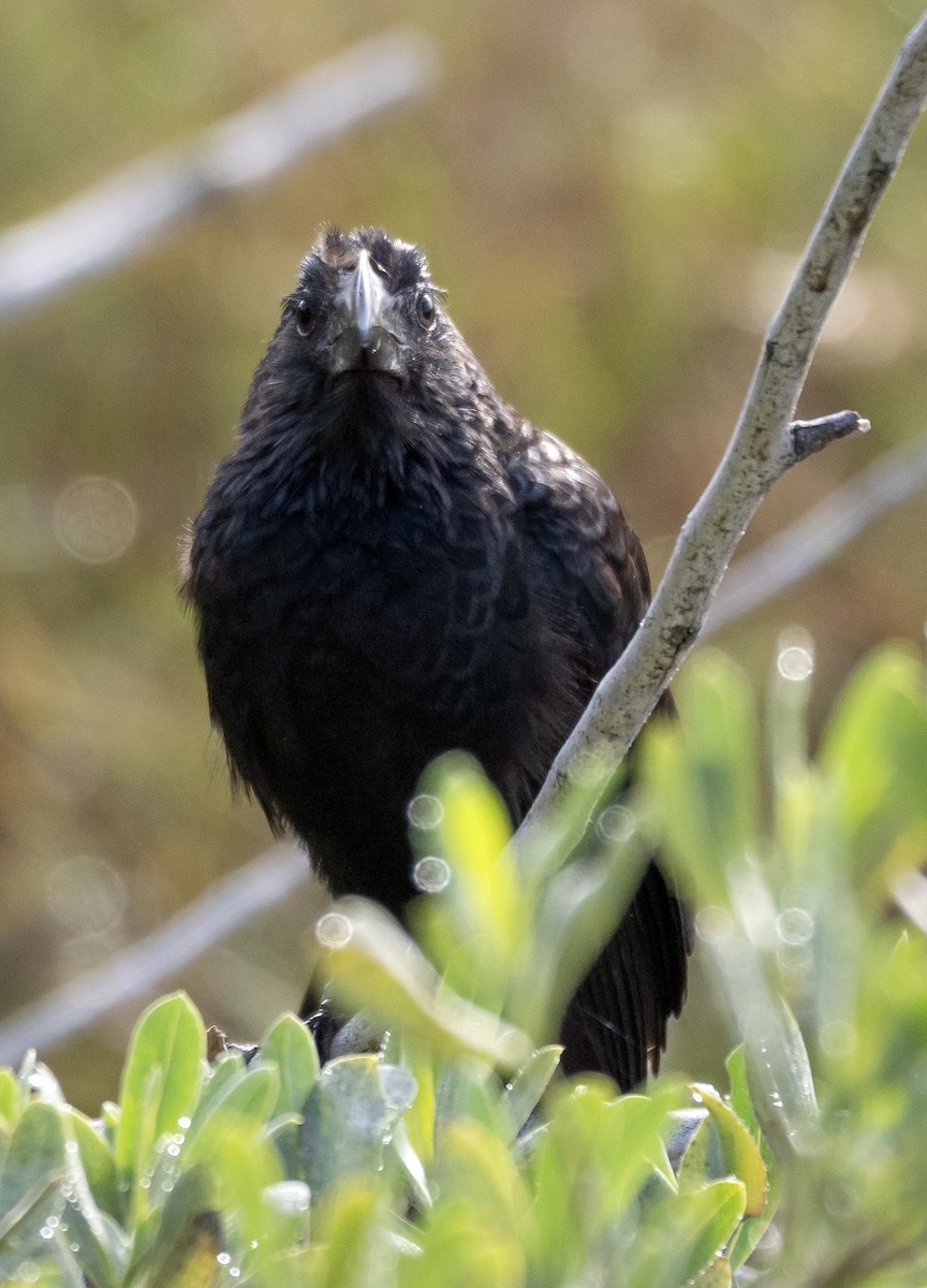 glattnebbani - ML647789740