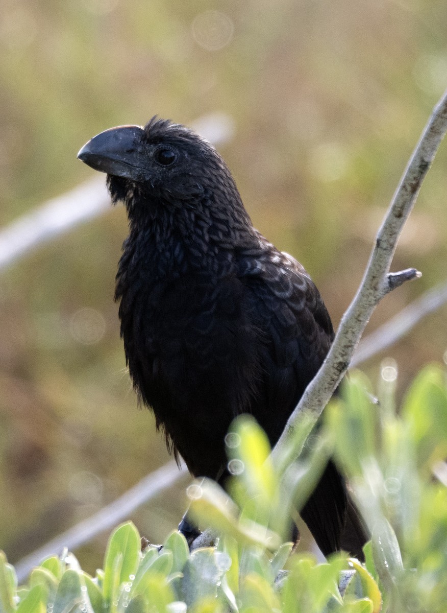 glattnebbani - ML647789741