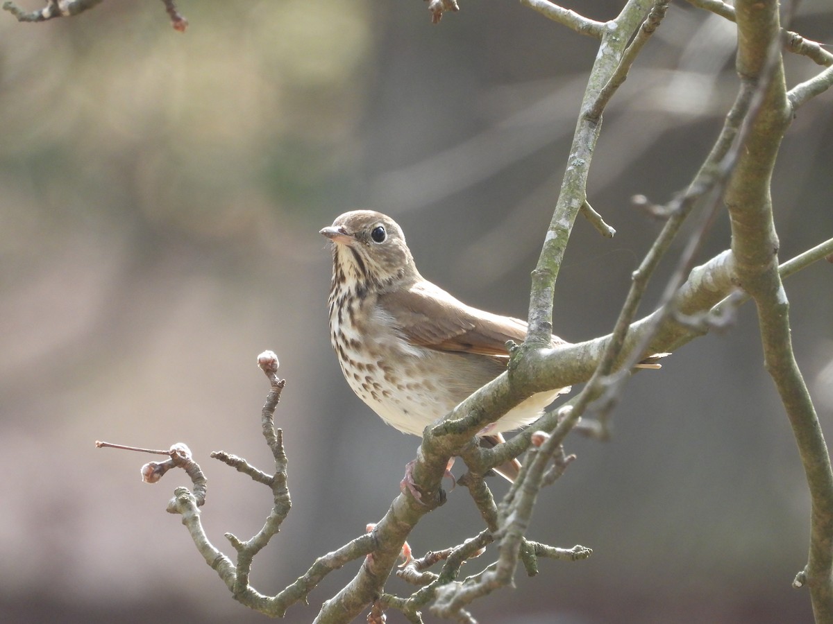Hermit Thrush - ML647789745