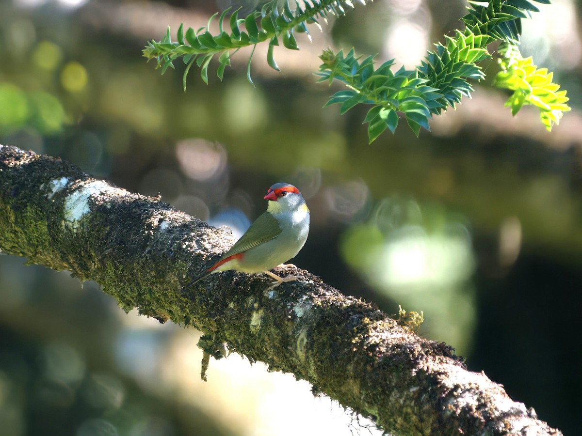 Diamante Cejirrojo - ML647789772