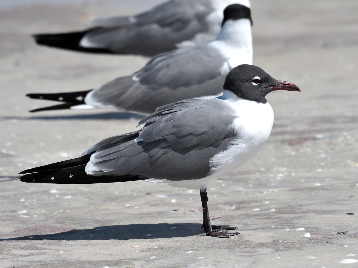 Ацтекская чайка - ML647789786