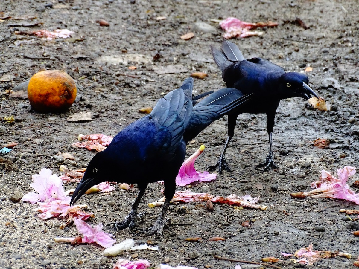 Great-tailed Grackle - ML647789790