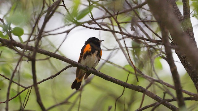Пісняр горихвістковий - ML647789802
