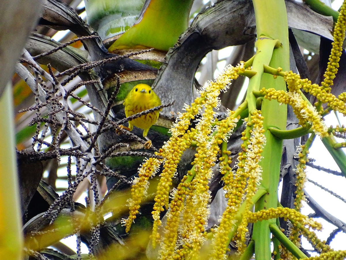 Northern Yellow Warbler - ML647789817