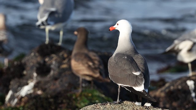 Мартин червонодзьобий - ML647789831