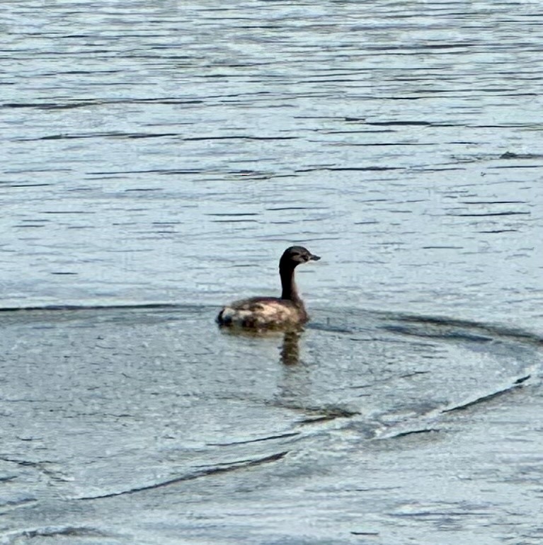 Australasian Grebe - ML647789854