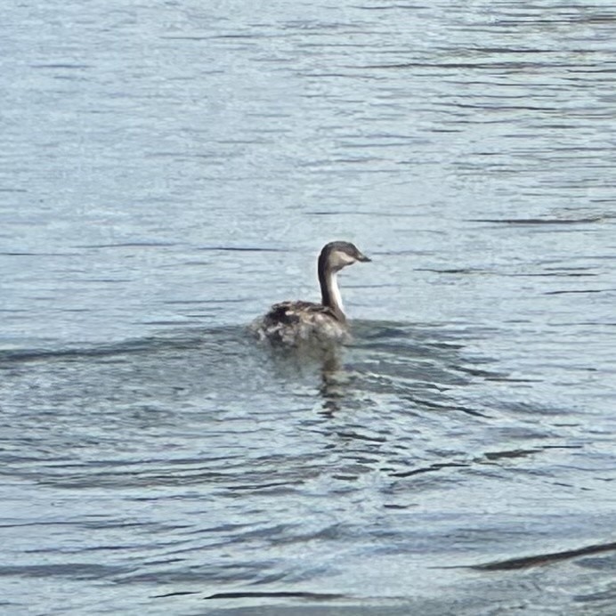 Hoary-headed Grebe - ML647789857