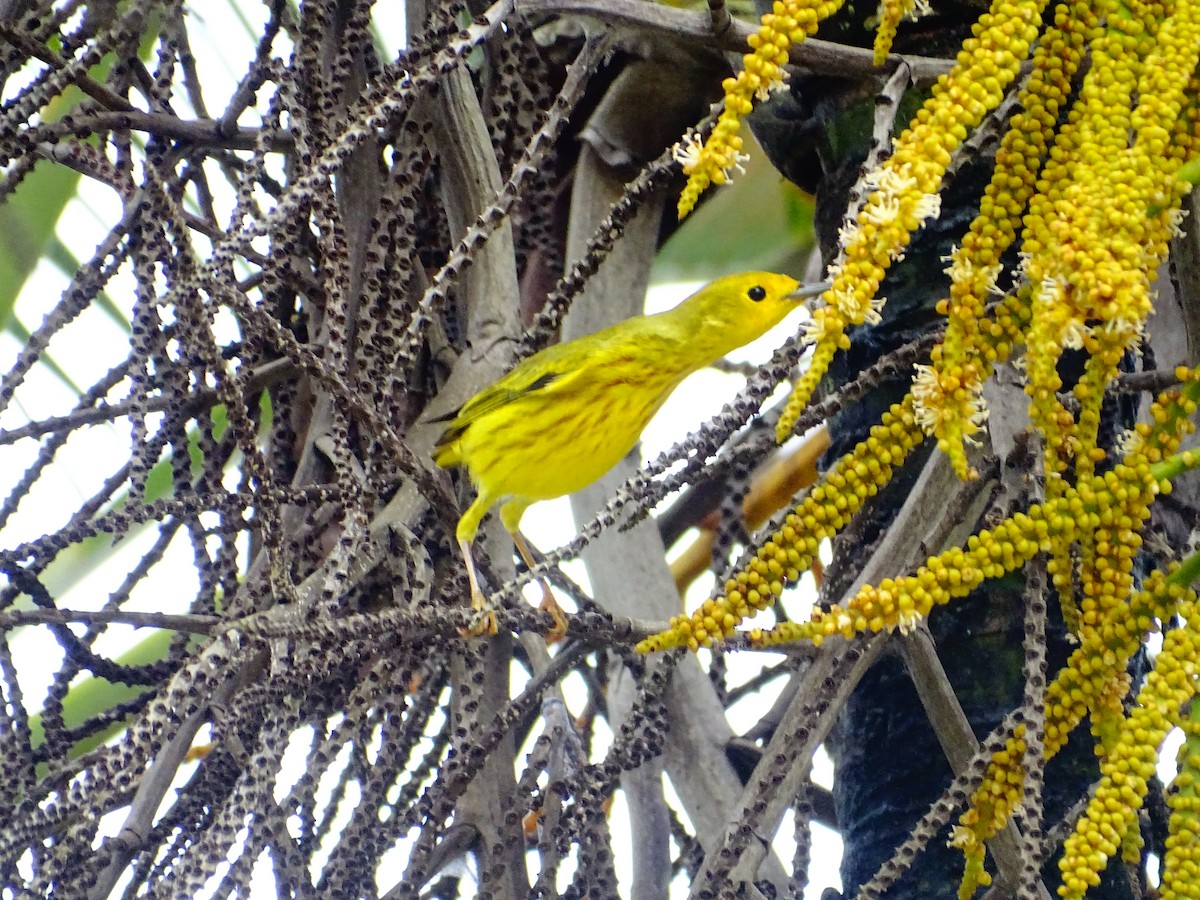 Northern Yellow Warbler - ML647789876