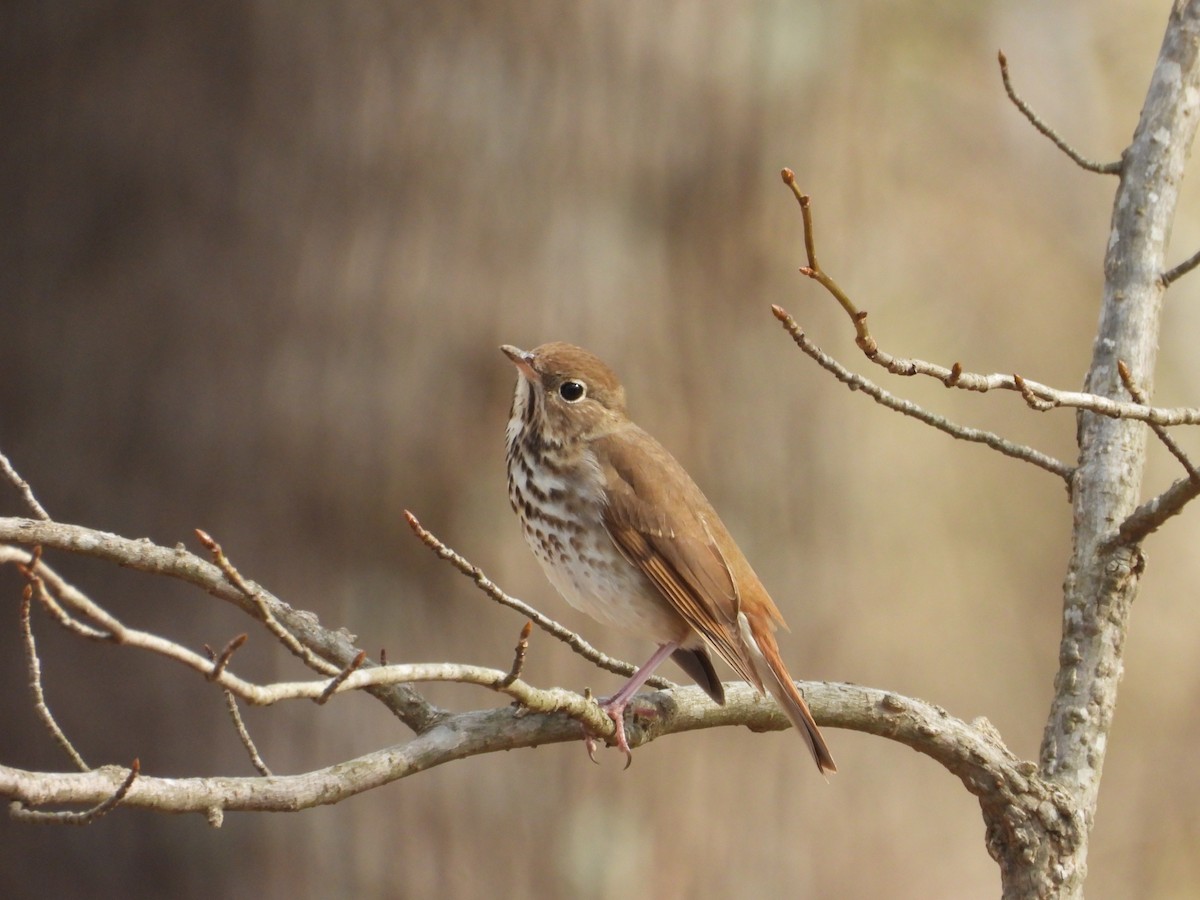Hermit Thrush - ML647789946