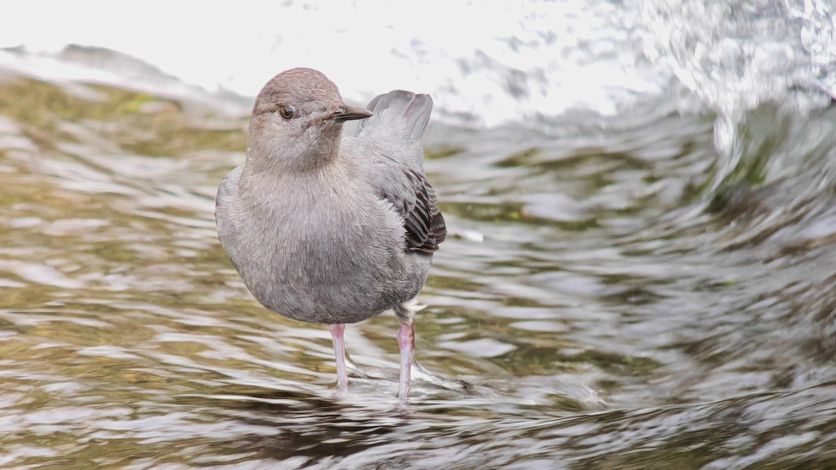 Ur-zozo iparramerikarra - ML647789950