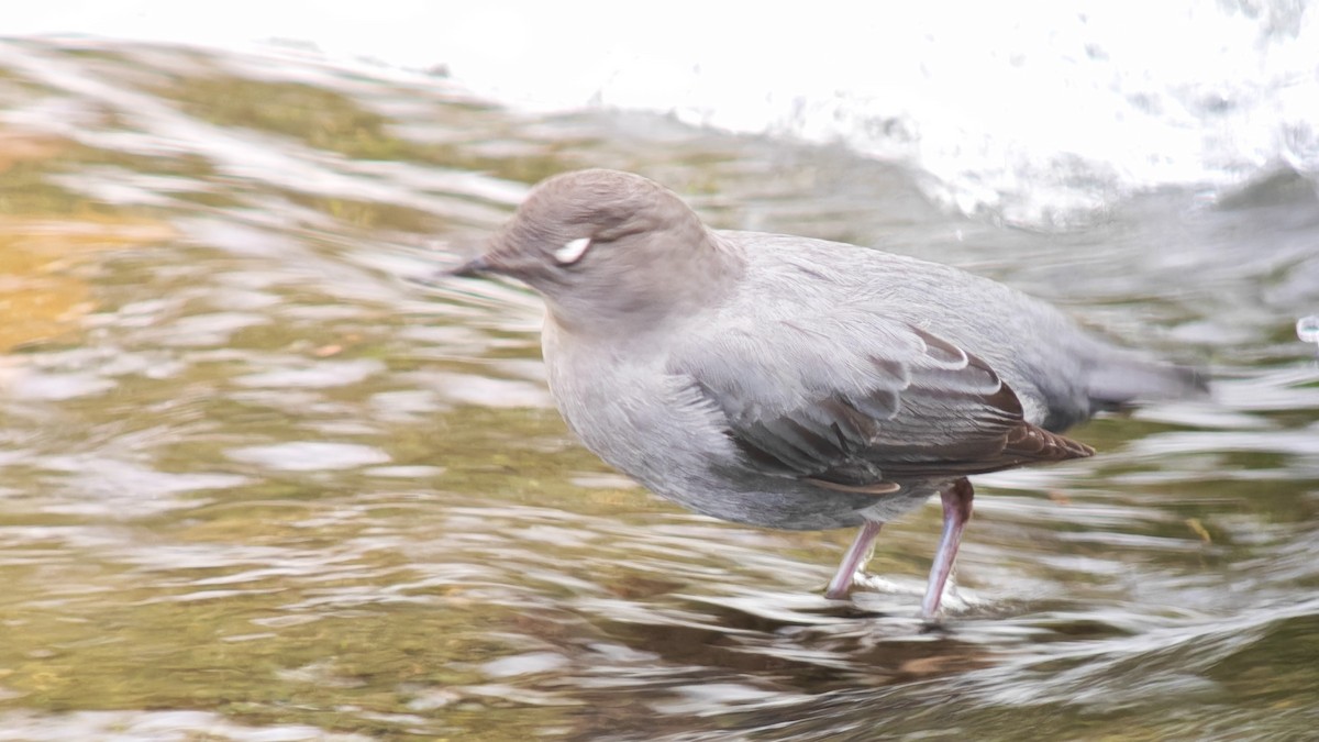 Ur-zozo iparramerikarra - ML647789951