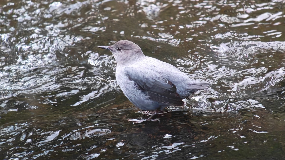 Ur-zozo iparramerikarra - ML647789952