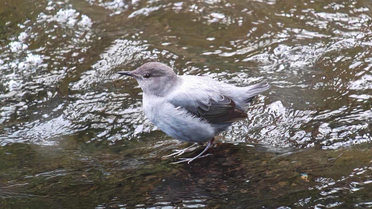 Ur-zozo iparramerikarra - ML647789953