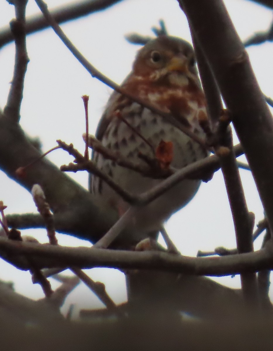 strnadec kaštanový - ML647789954