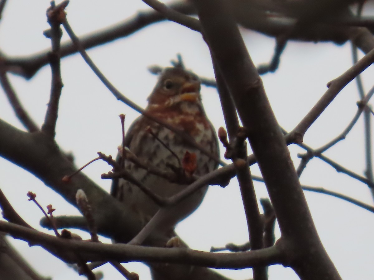 strnadec kaštanový - ML647789955