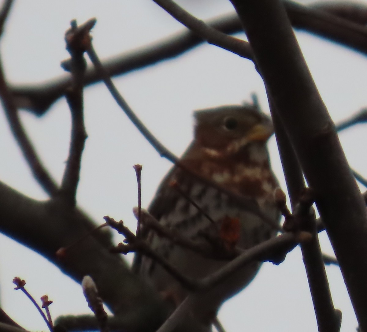 strnadec kaštanový - ML647789956