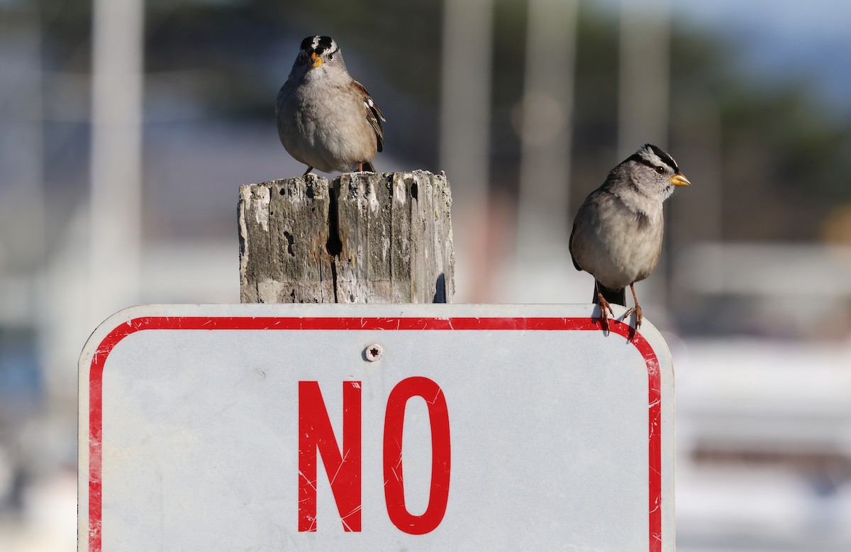 Porsuk Serçesi - ML647789982
