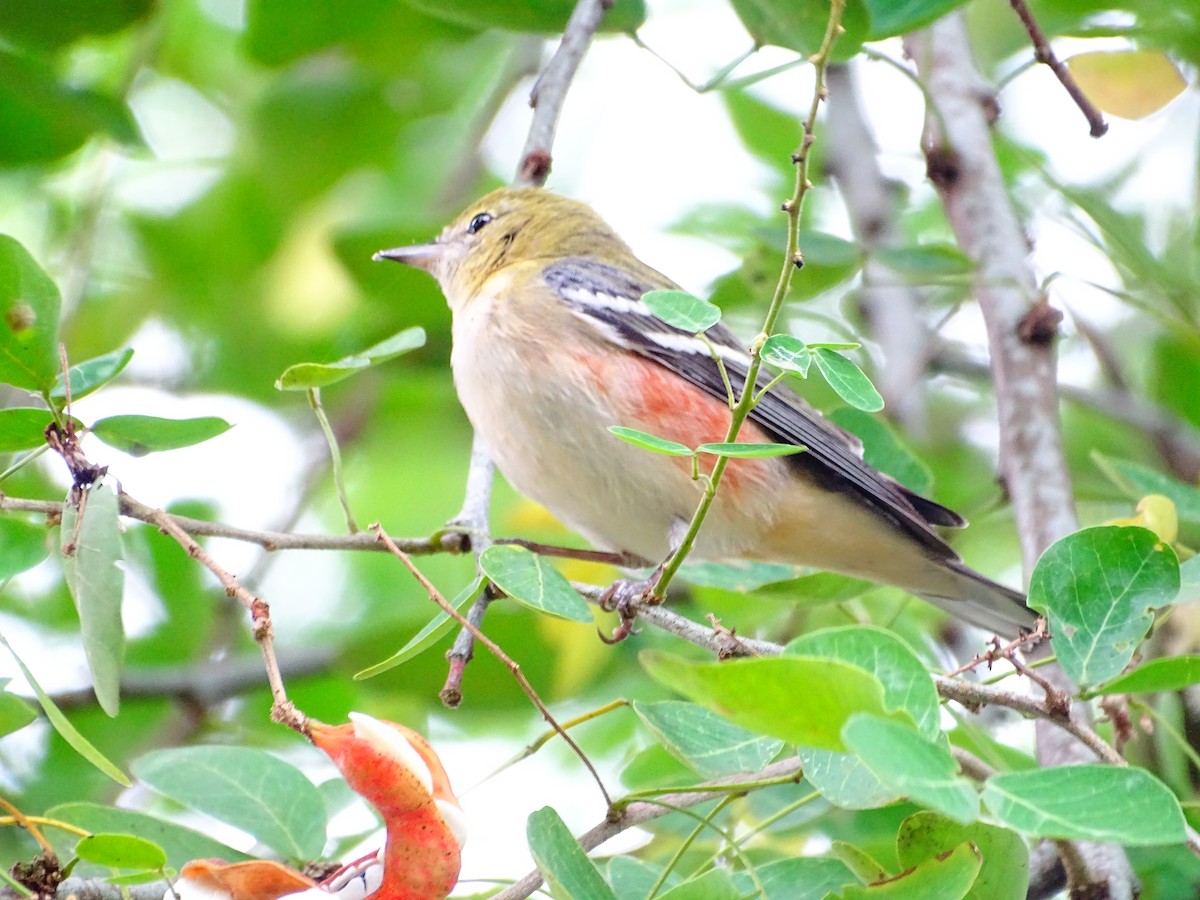 Пісняр-лісовик каштановий - ML647789984
