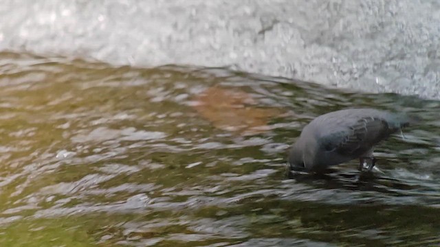 American Dipper - ML647789988