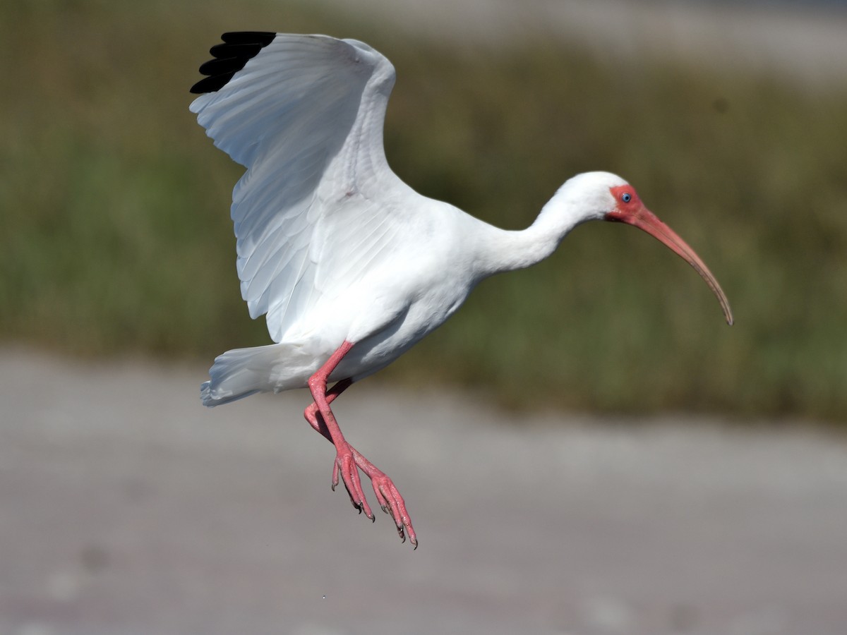 Ібіс білий - ML647790010