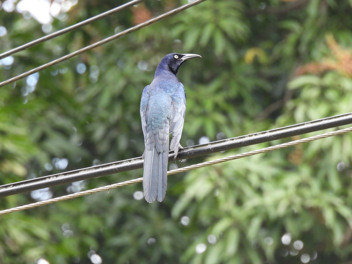 Great-tailed Grackle - ML647790013