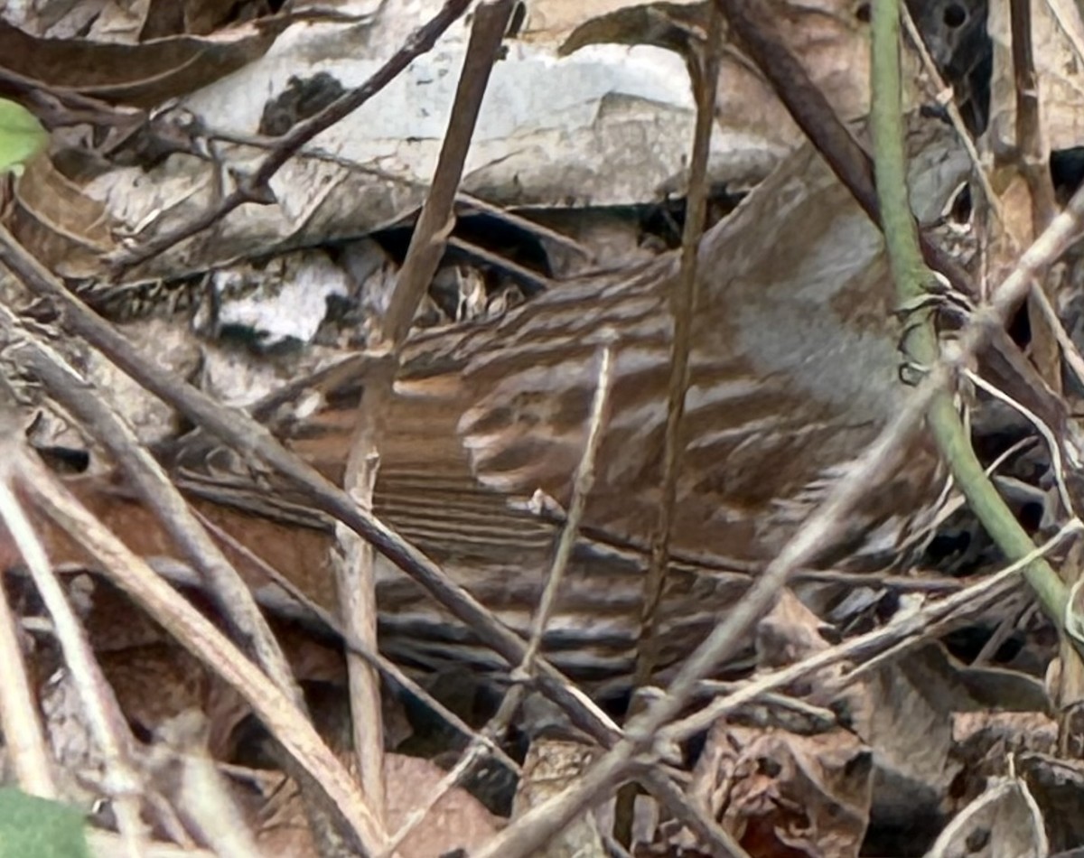 strnadec kaštanový (ssp. iliaca/zaboria) - ML647790019