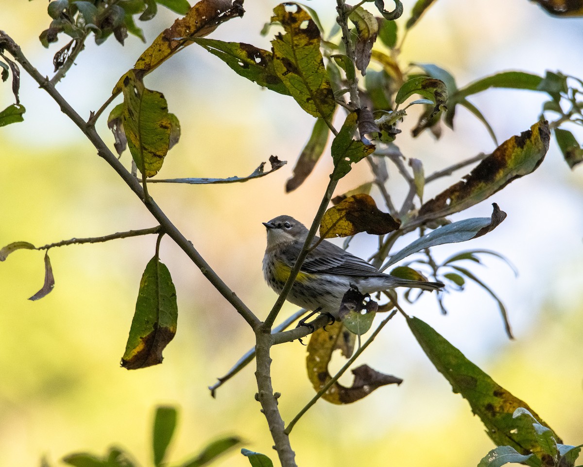 Taçlı Ötleğen - ML647790021