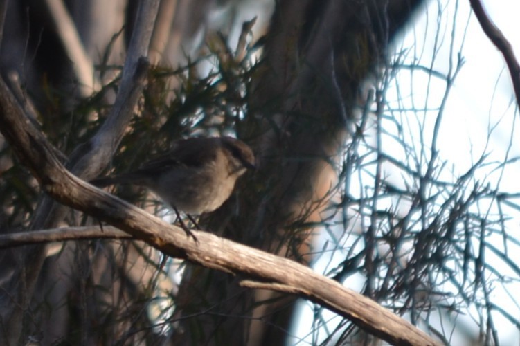 Королець брунатний - ML647790023