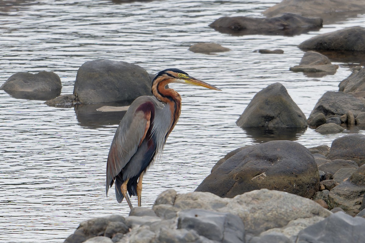 Purple Heron - ML647790025
