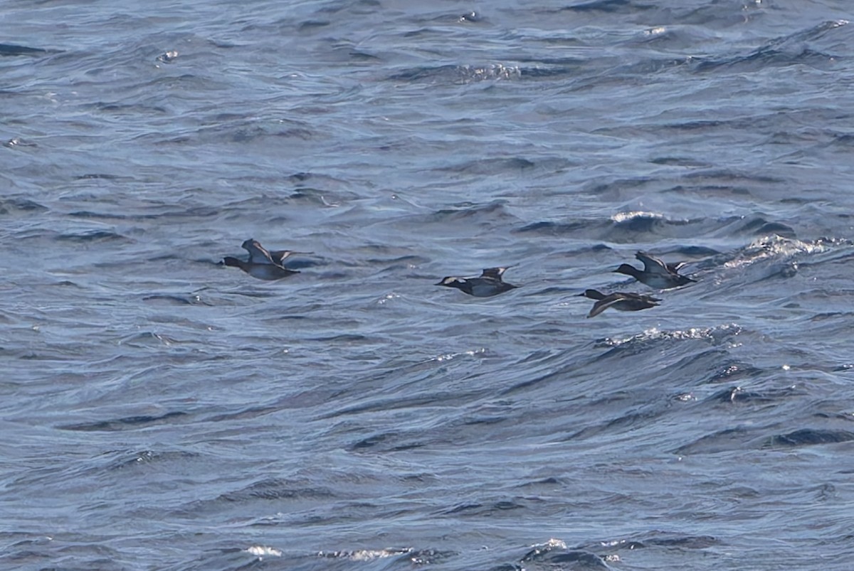 Lesser Scaup - ML647790030