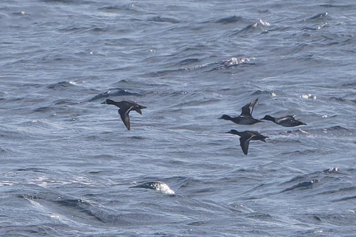 Lesser Scaup - ML647790031