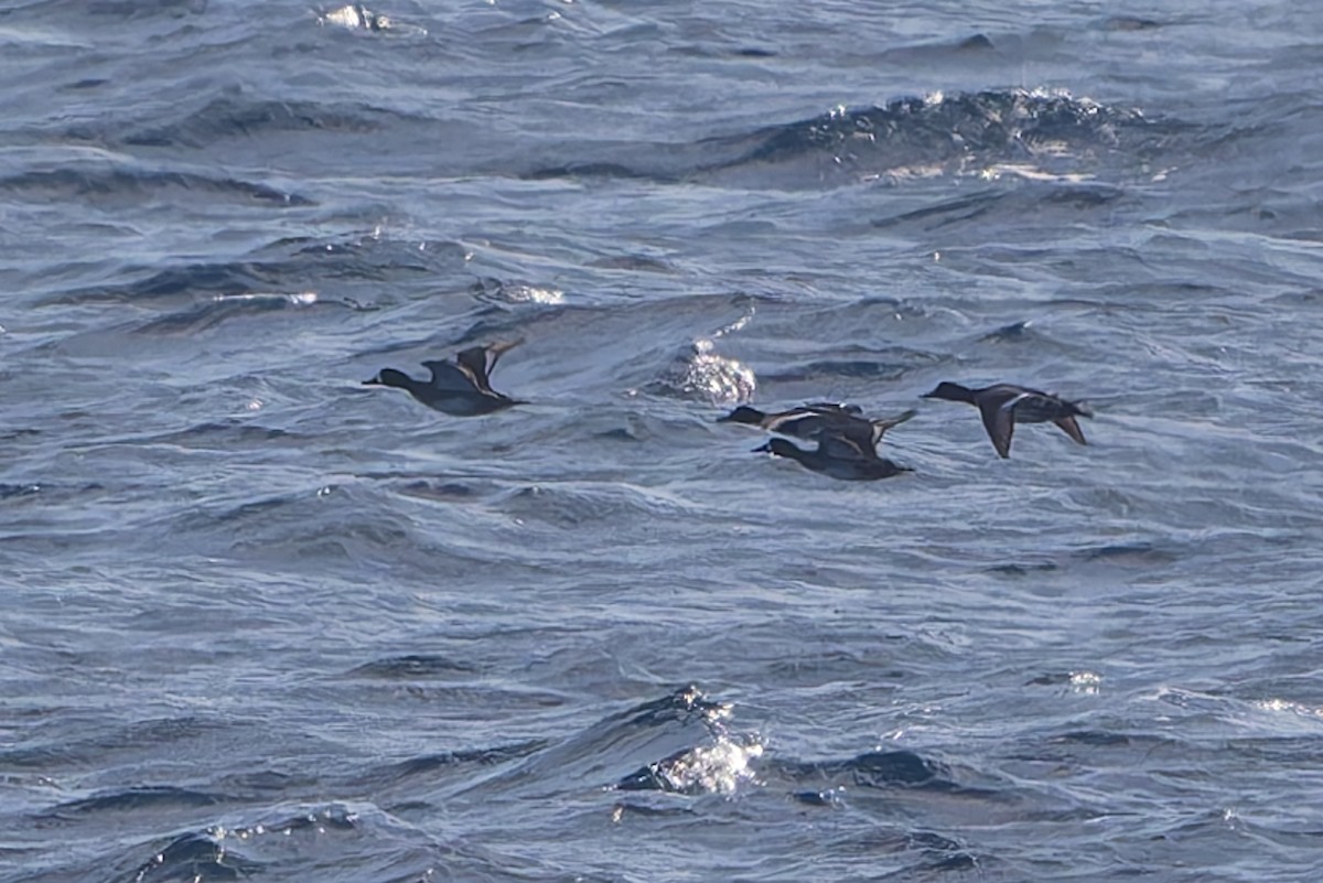 Lesser Scaup - ML647790032