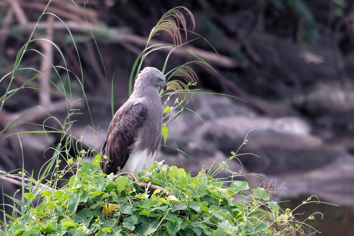 Lesser Fish-Eagle - ML647790035