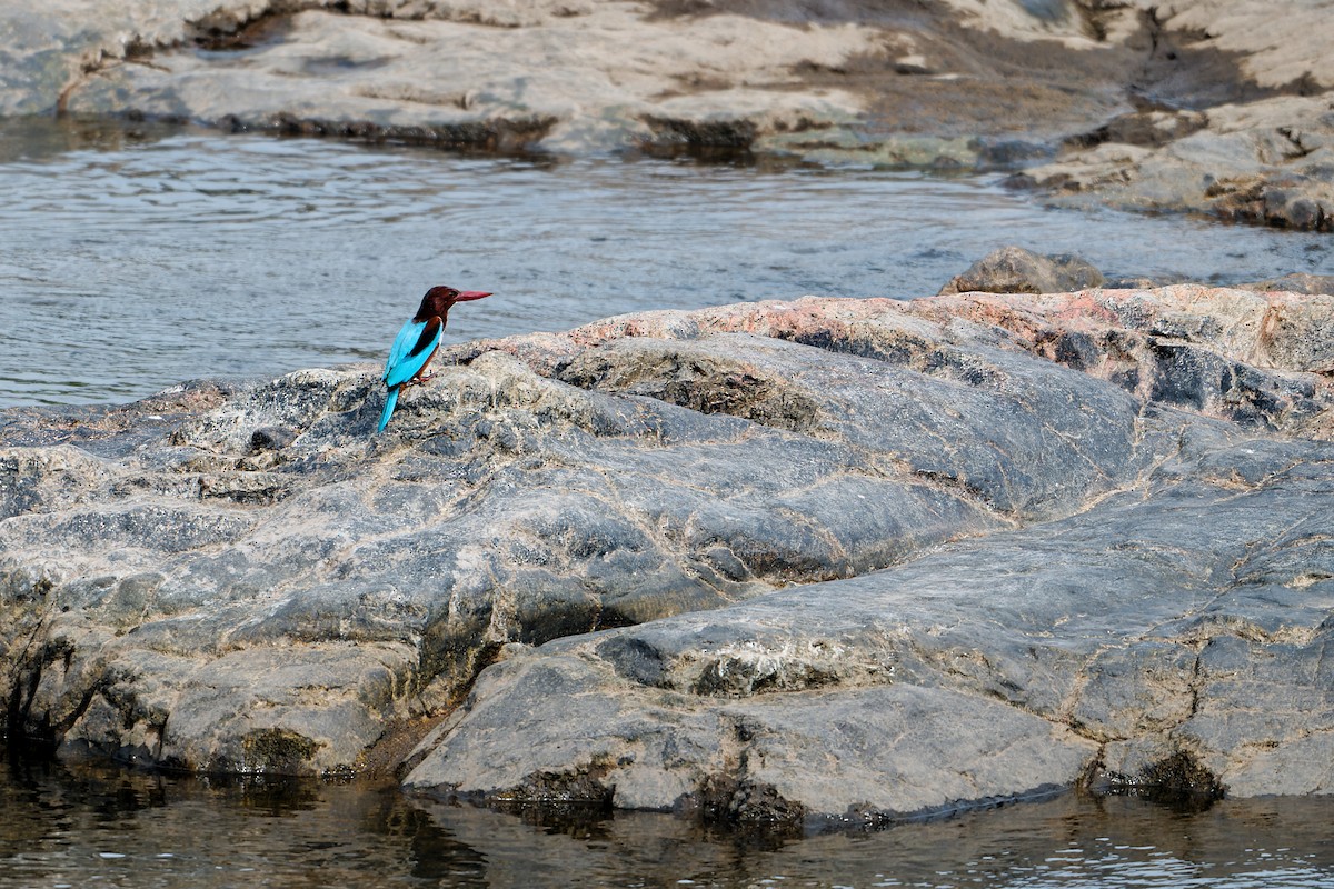 White-throated Kingfisher - ML647790055