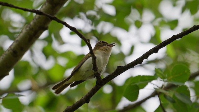 Віреон червоноокий - ML647790064