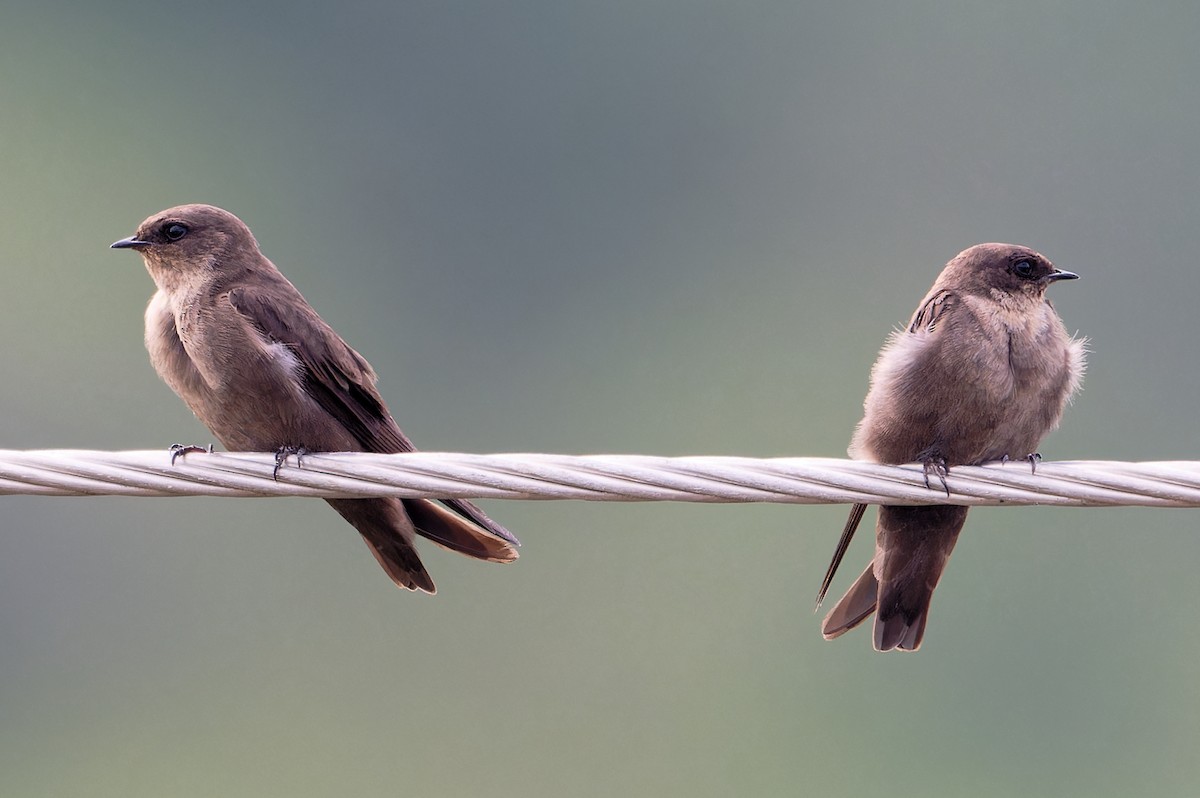 Dusky Crag-Martin - ML647790065