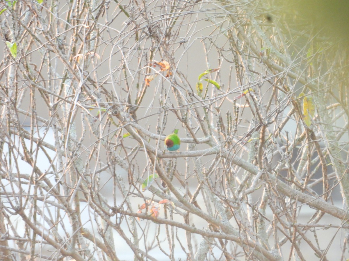 Calliste rouverdin - ML647790094