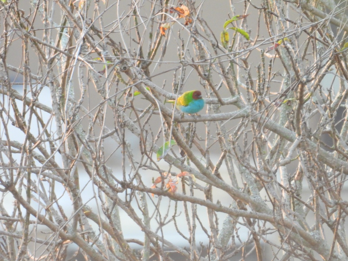 Calliste rouverdin - ML647790095