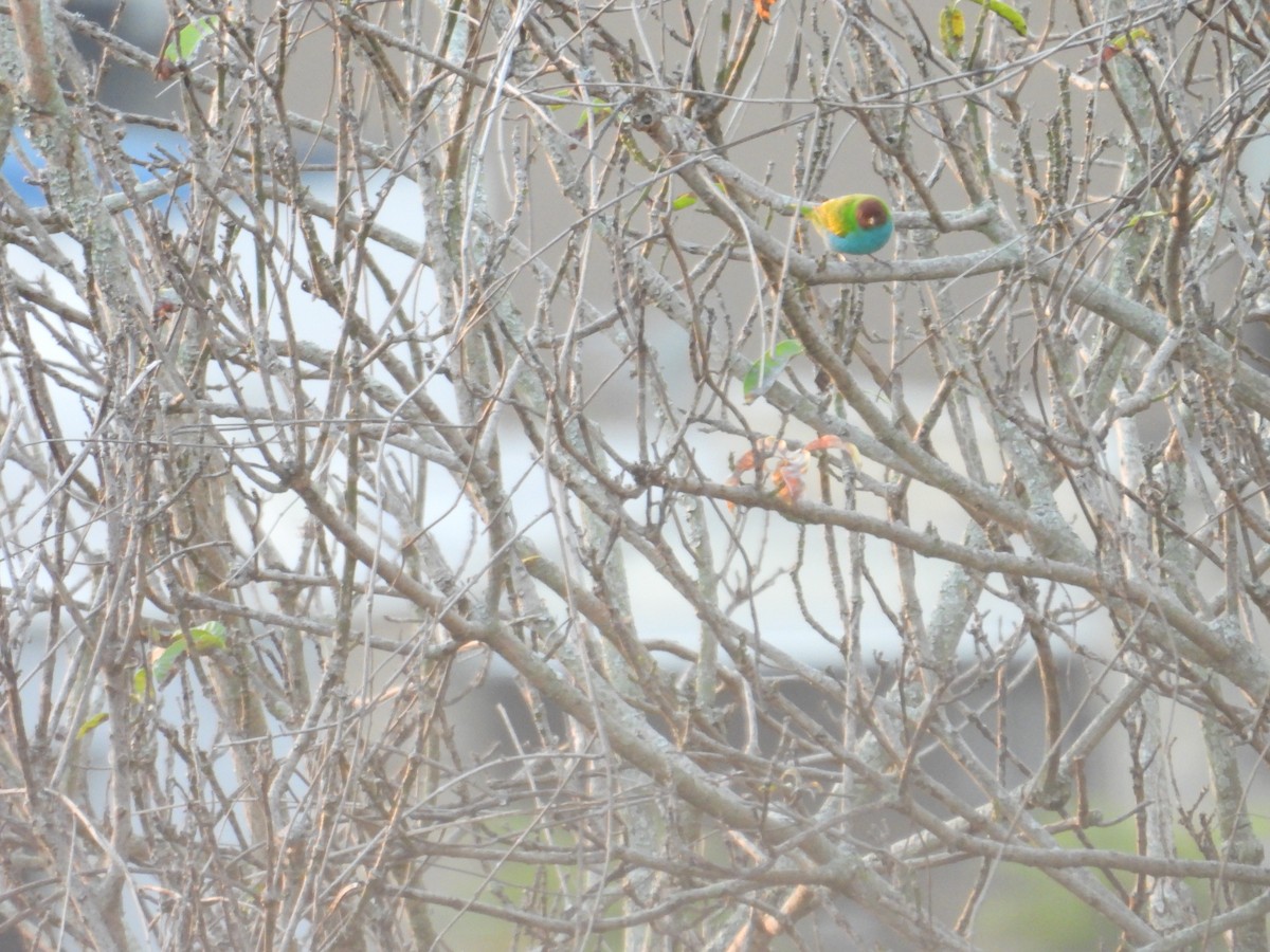 Calliste rouverdin - ML647790096