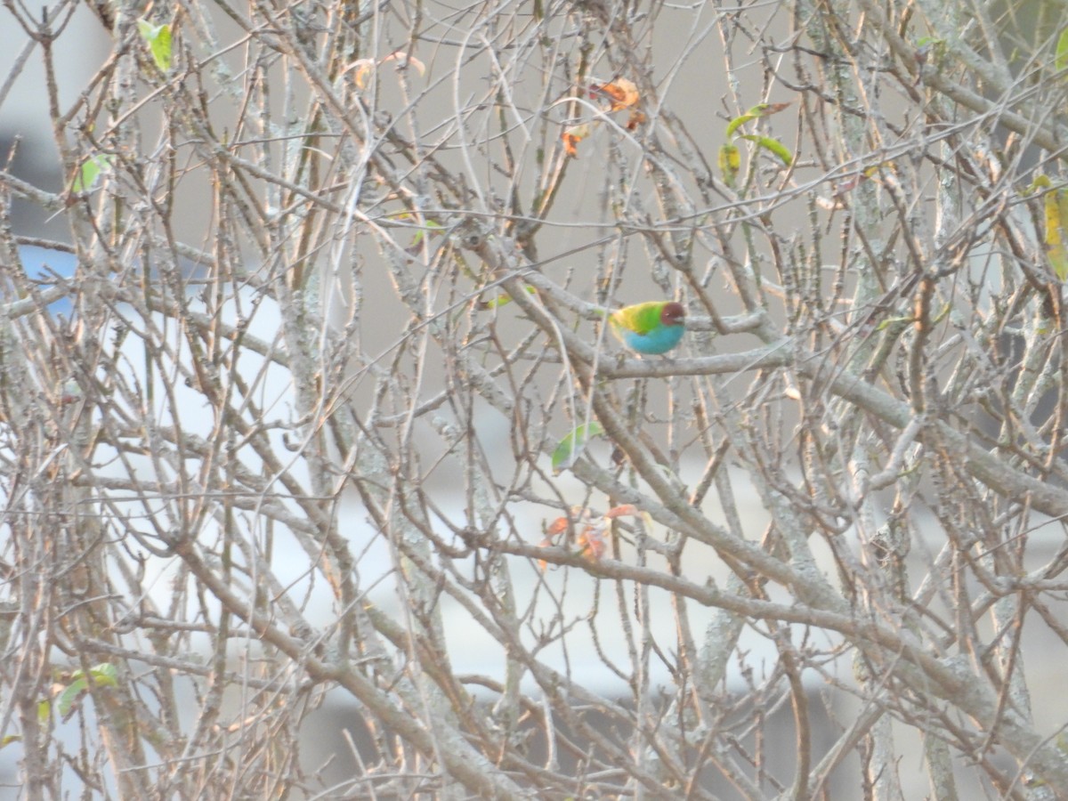 Calliste rouverdin - ML647790097