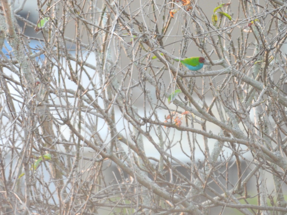 Calliste rouverdin - ML647790098