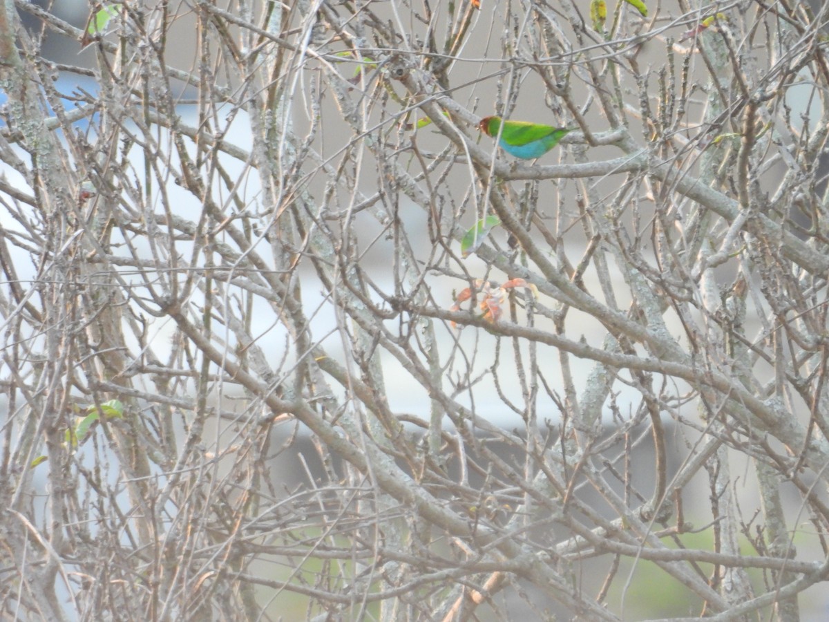 Calliste rouverdin - ML647790099