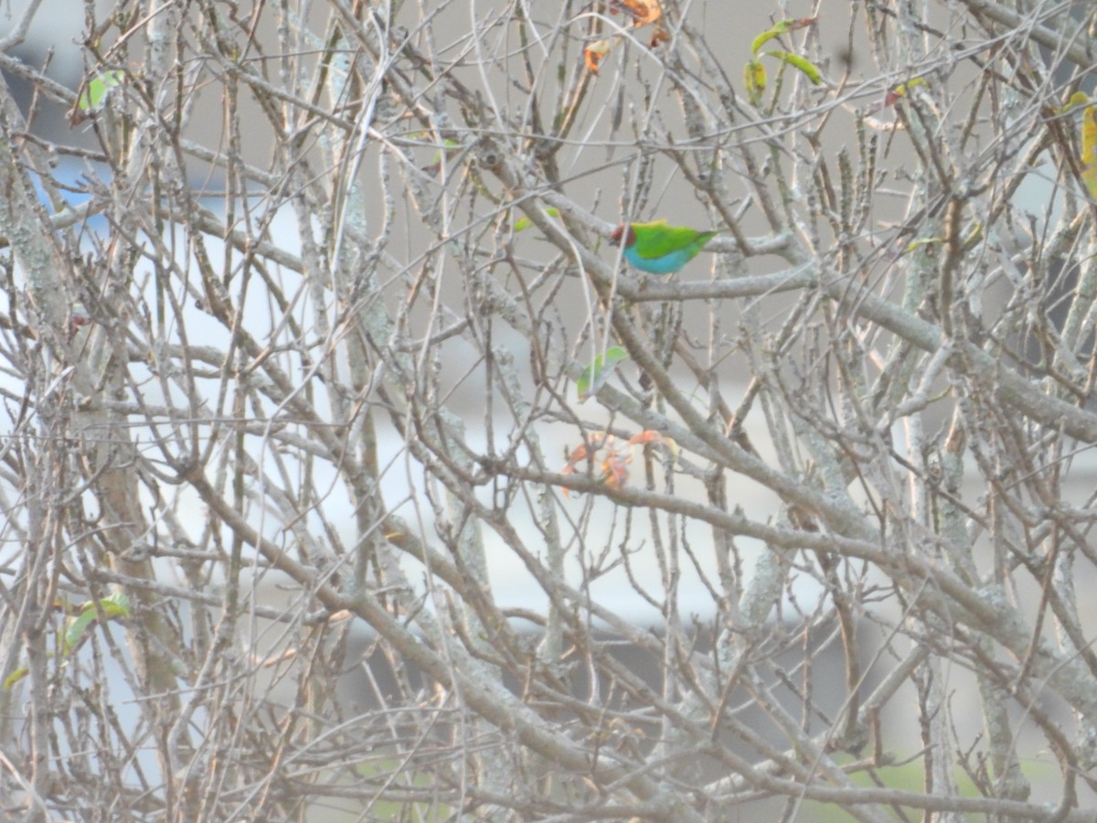 Calliste rouverdin - ML647790100