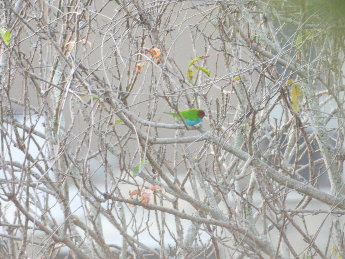 Calliste rouverdin - ML647790101