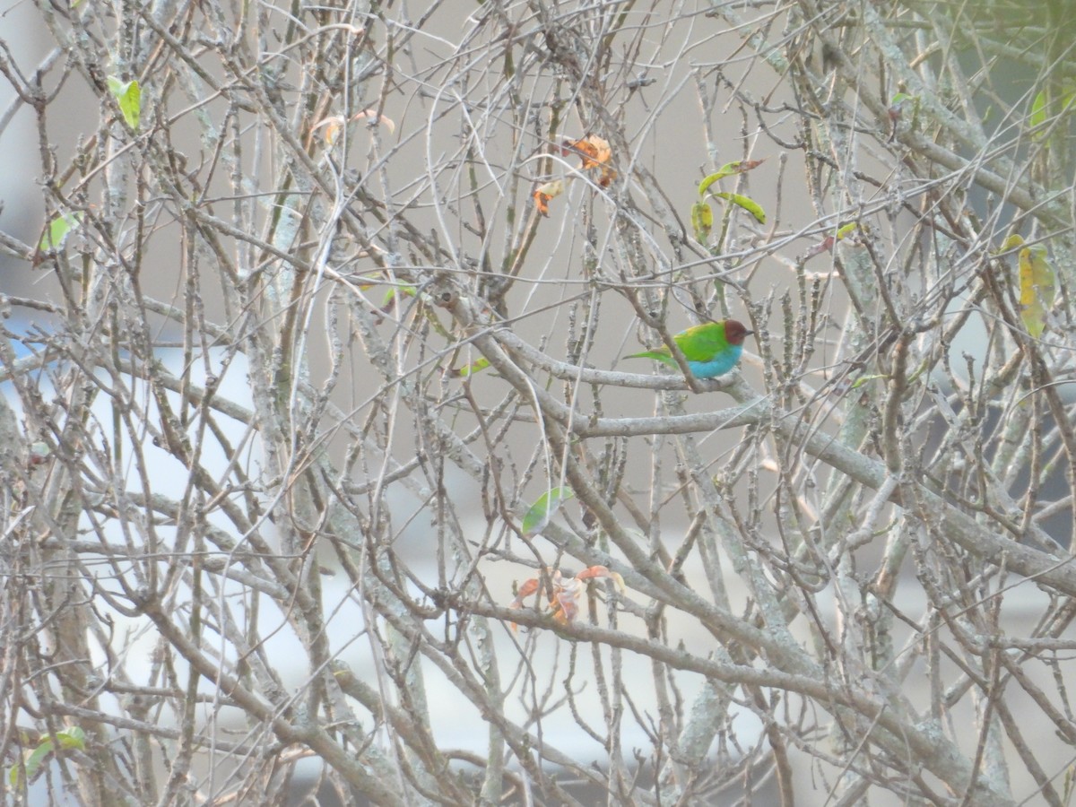 Calliste rouverdin - ML647790102