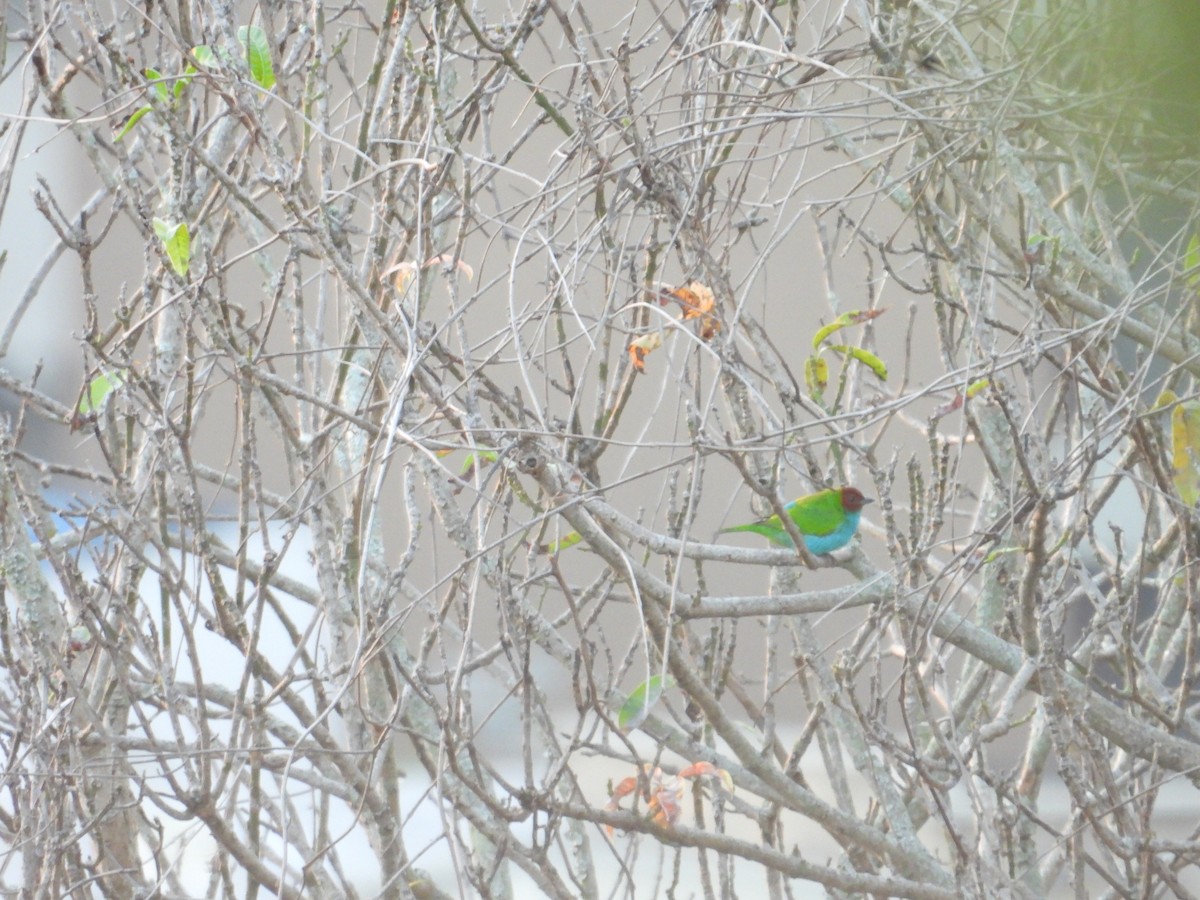 Calliste rouverdin - ML647790103