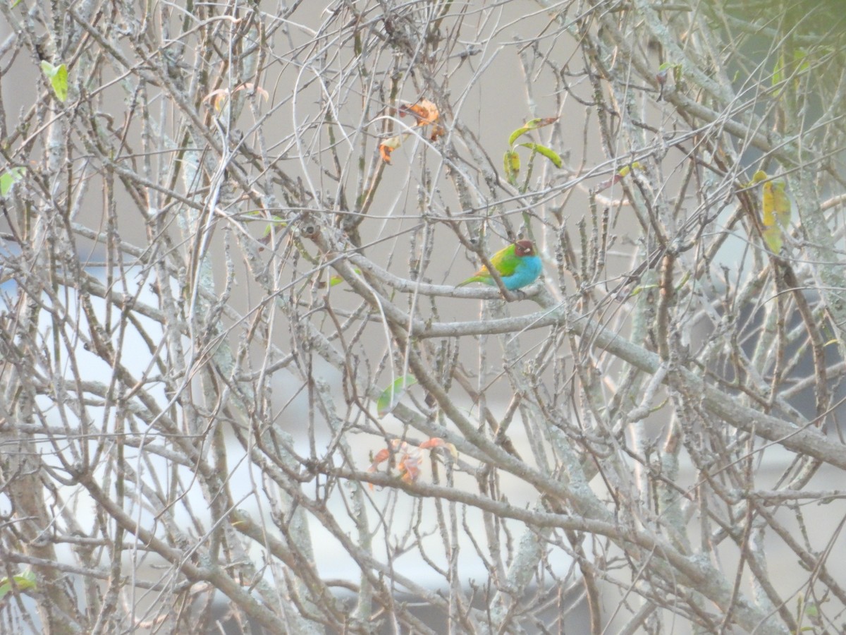 Calliste rouverdin - ML647790104