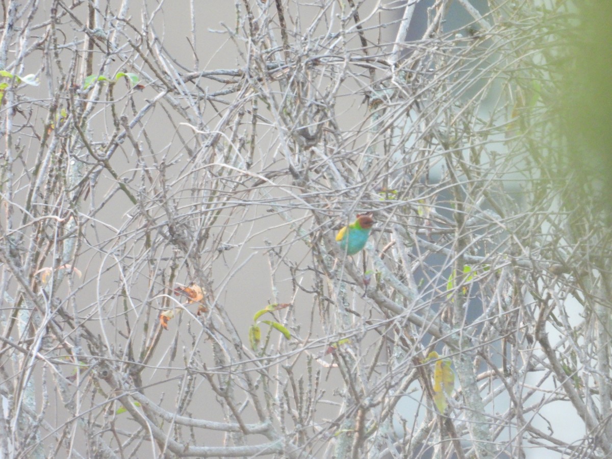 Calliste rouverdin - ML647790105